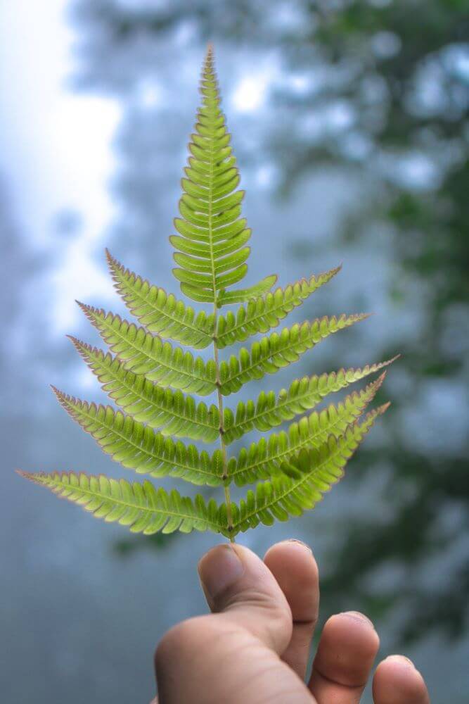 What is sustainable living image of fern