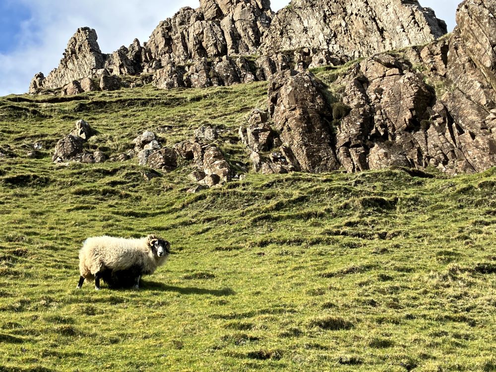 A sheep on rough terrain on the Isle of Skye